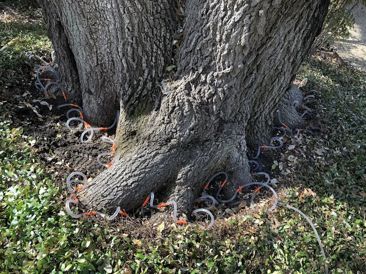 Detailed Tree Cabling and Bracing job site in Imlay City