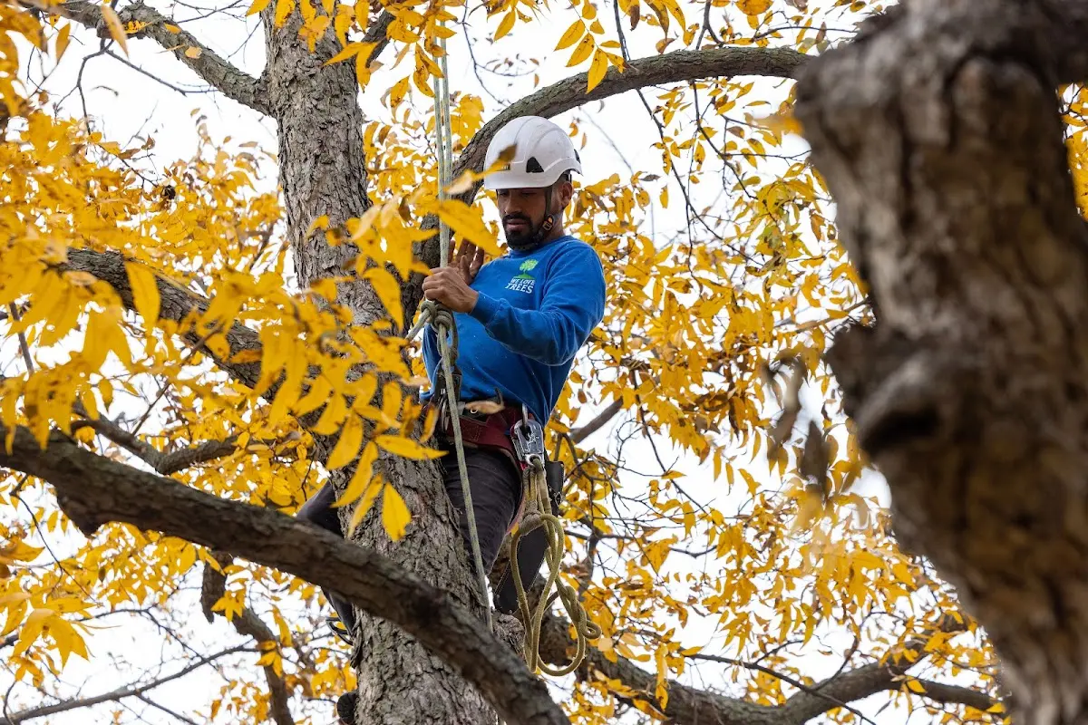 Skilled Tree Planting crew working in Imlay City